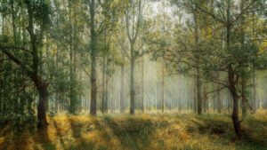 floresta com névoa